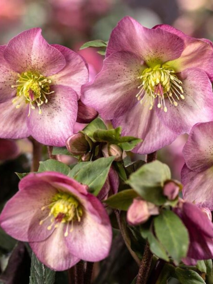 Hellebore Ice N' Roses 'Pink Promise' 1G